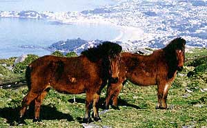 PONEI GALICIAN 